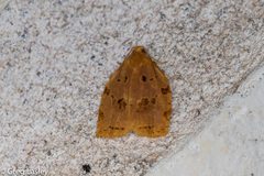 Archips rileyana
