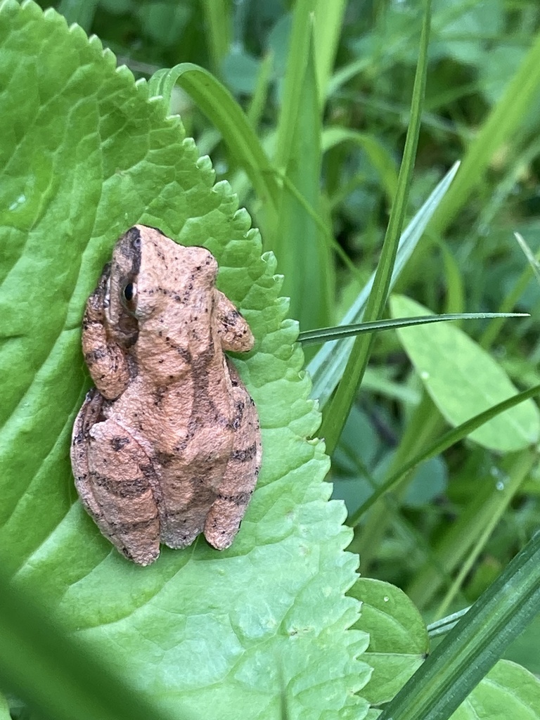 Spring Peeper from Green Acres Ln, Green Mountain, NC, US on May 16 ...
