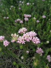 Phylica gnidioides