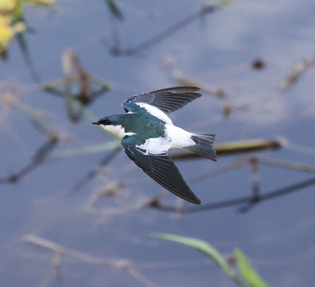 White-winged Swallow photo