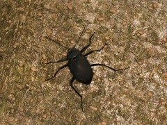 Plesiophthalmus formosanus