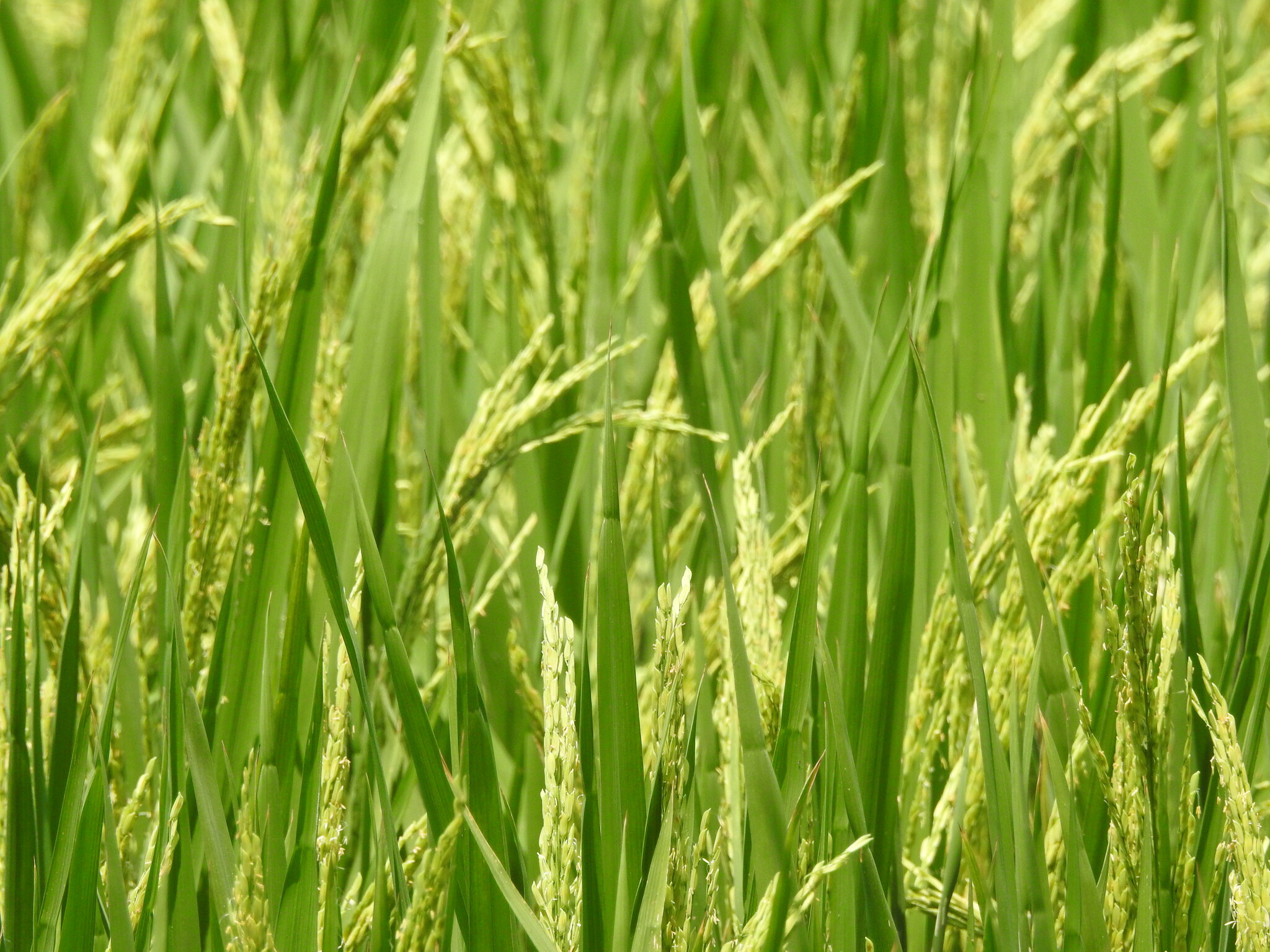 Imagem de Arroz