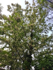 Robinia pseudoacacia