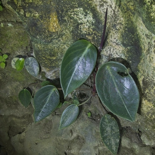 Peperomia maculosa, photograph 6