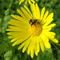 Doronicum