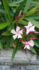 Nerium oleander