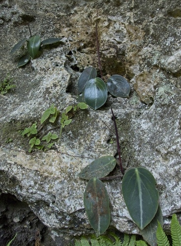 Peperomia maculosa, photograph 4