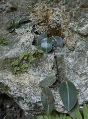Peperomia maculosa, photograph (c) Matteo Cassella, some rights reserved (CC BY-SA)
