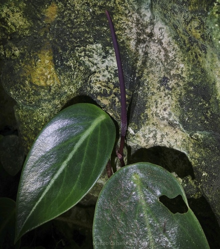 Peperomia maculosa, photograph 5