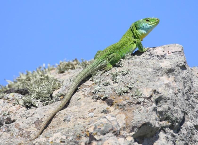 North African Ocellated Lizard