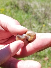 Webbhelix multilineata