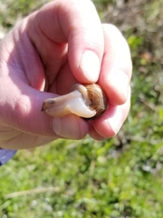 Webbhelix multilineata