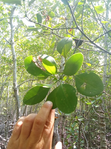 Ceriops decandra observed 2024-04-23
