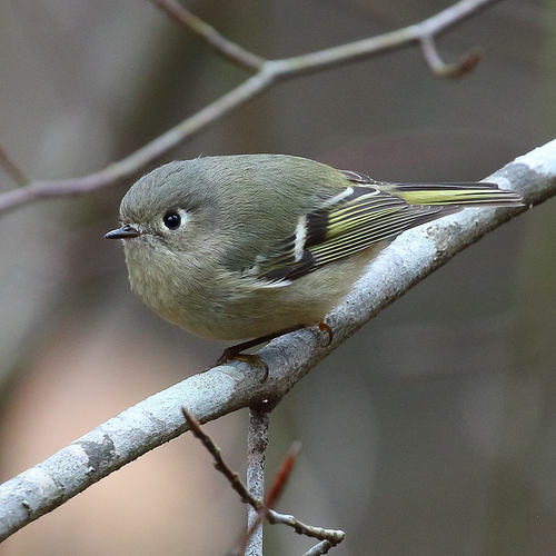 Ruby-crowned Kinglet photographed in Georgia