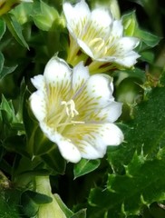 Gentiana scabrida horaimontana