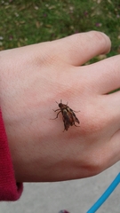 Macrosiagon octomaculata