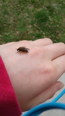 Macrosiagon octomaculata