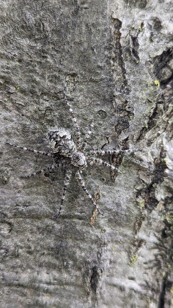 White banded Fishing Spider From Juniata Township PA USA On May 16 white-banded-fishing-spider-from-juniata-township-pa-usa-on-may-16