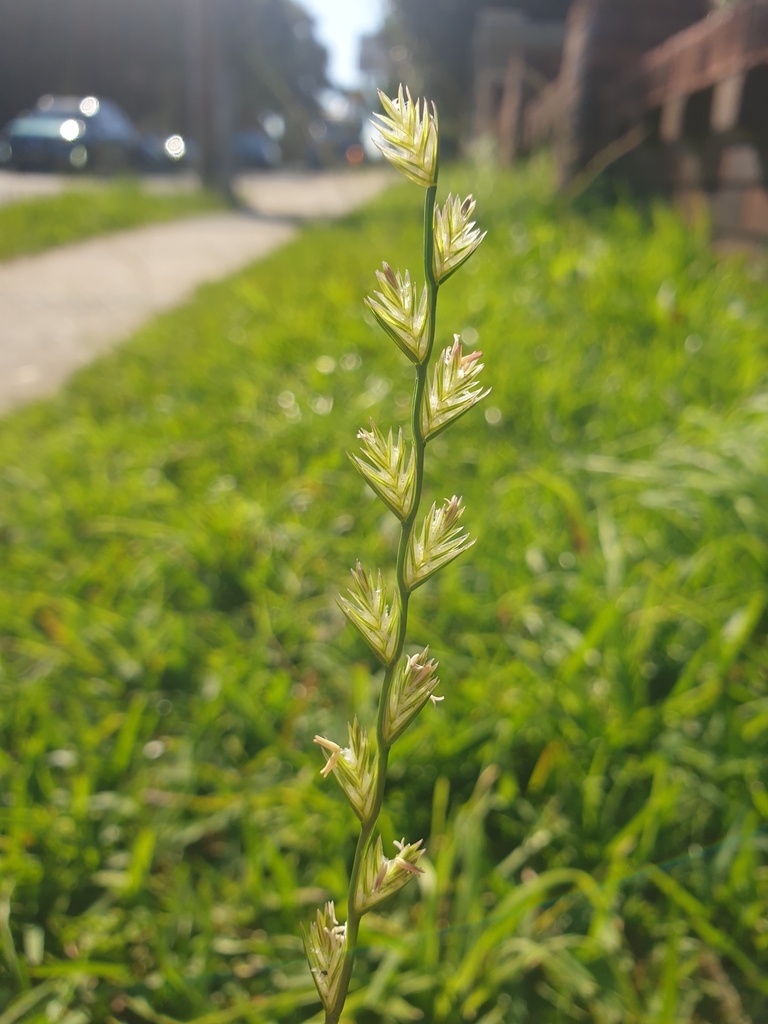 Mediterraean Rye Grass From Randwick NSW 2031 Australia On May 17   Large 