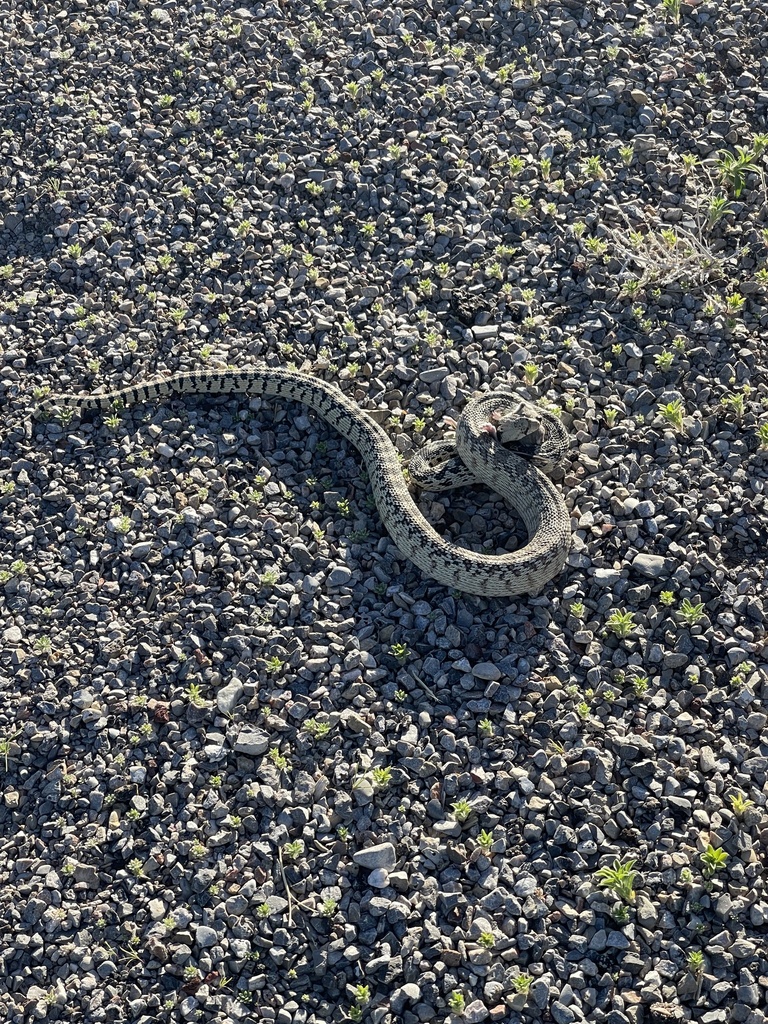 Great Basin Gopher Snake from Garrison, UT, US on May 16, 2024 at 07:27 ...