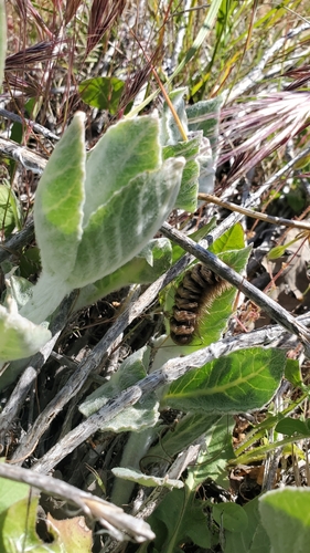 iNaturalist observation photo of Clio Tiger Moth