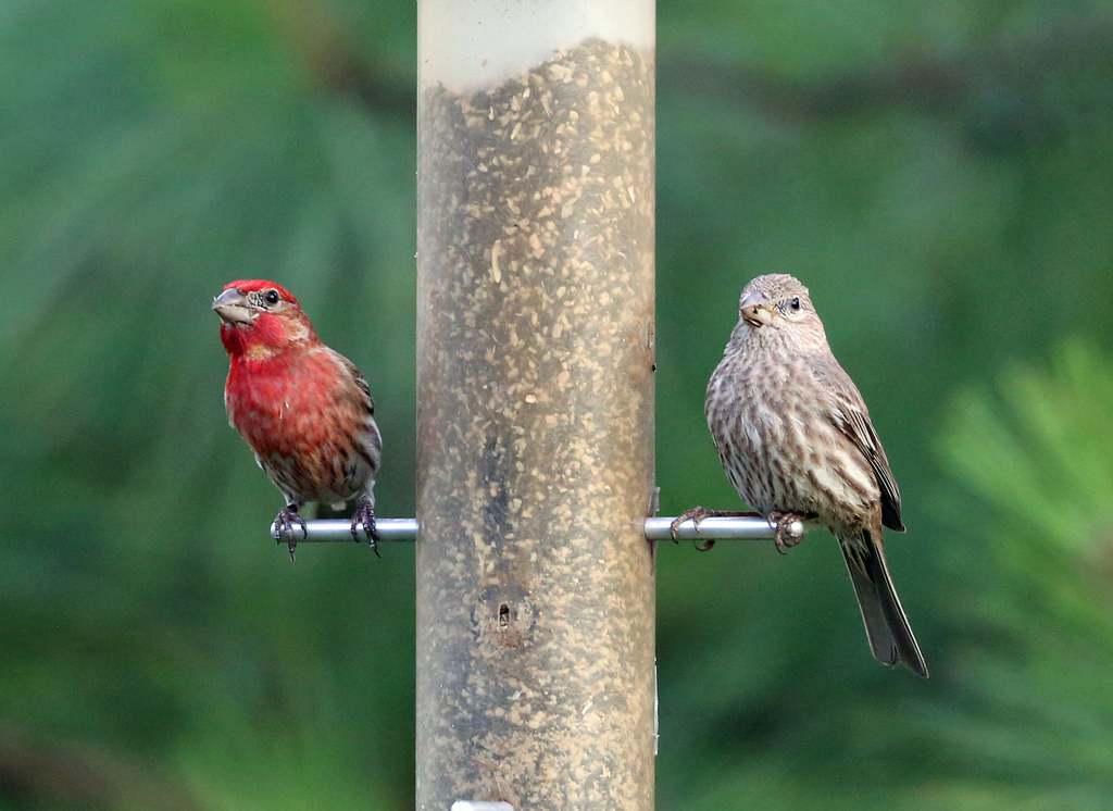 House Finch from Lynn Lane, Tulsa, OK, USA on May 16, 2024 at 07:56 PM ...