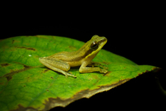 Chirixalus trilaksonoi