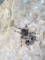 Graphisurus triangulifer