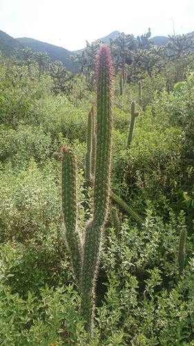 Peniocereus serpentinus
