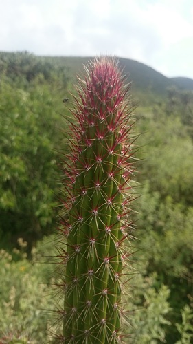 Peniocereus serpentinus