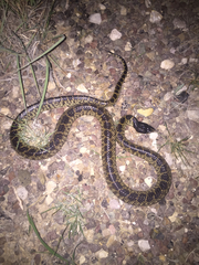 Lampropeltis splendida