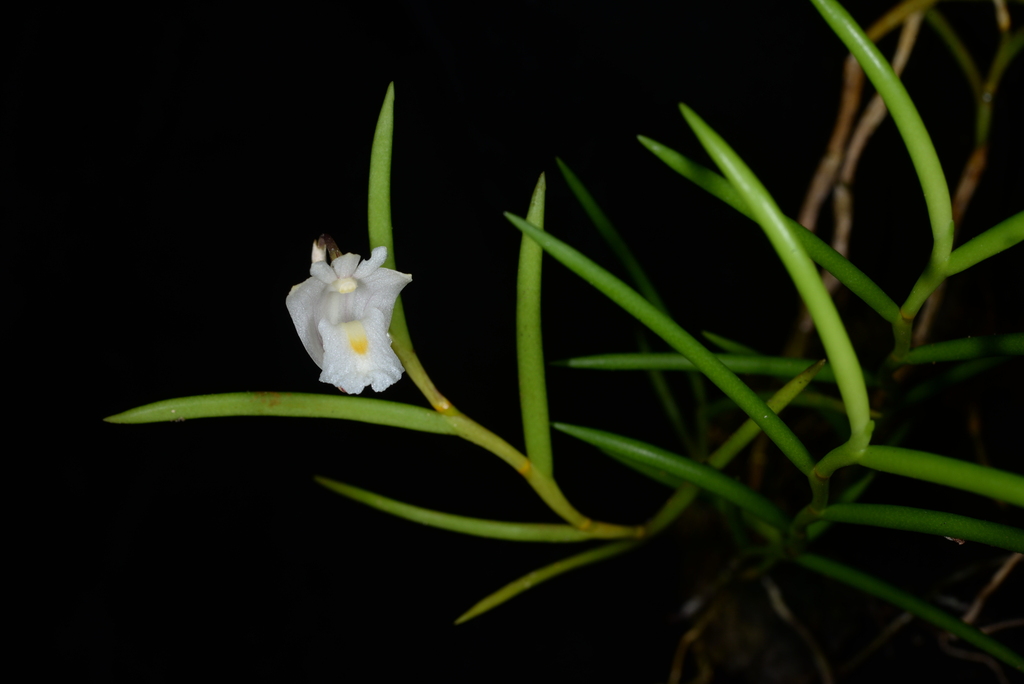 Dendrobium parciflorum Rchb.f. ex Lindl.