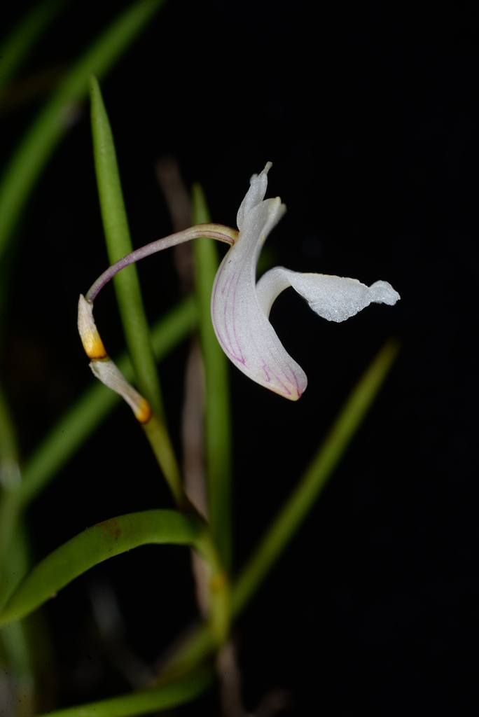 Dendrobium parciflorum Rchb.f. ex Lindl. 2