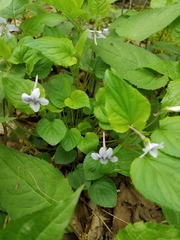 Viola rostrata