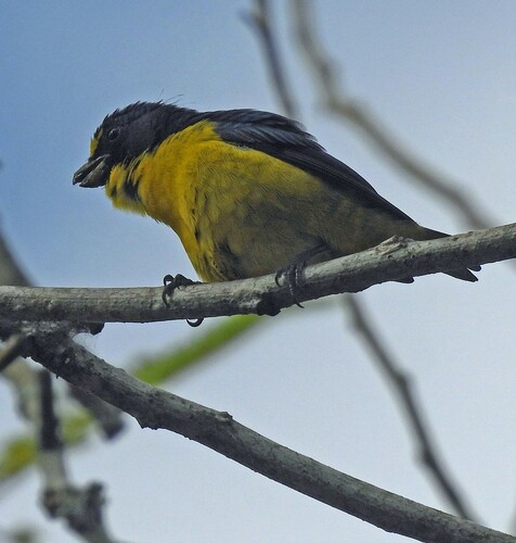 Green-chinned Euphonia (Euphonia chalybea), photo 9