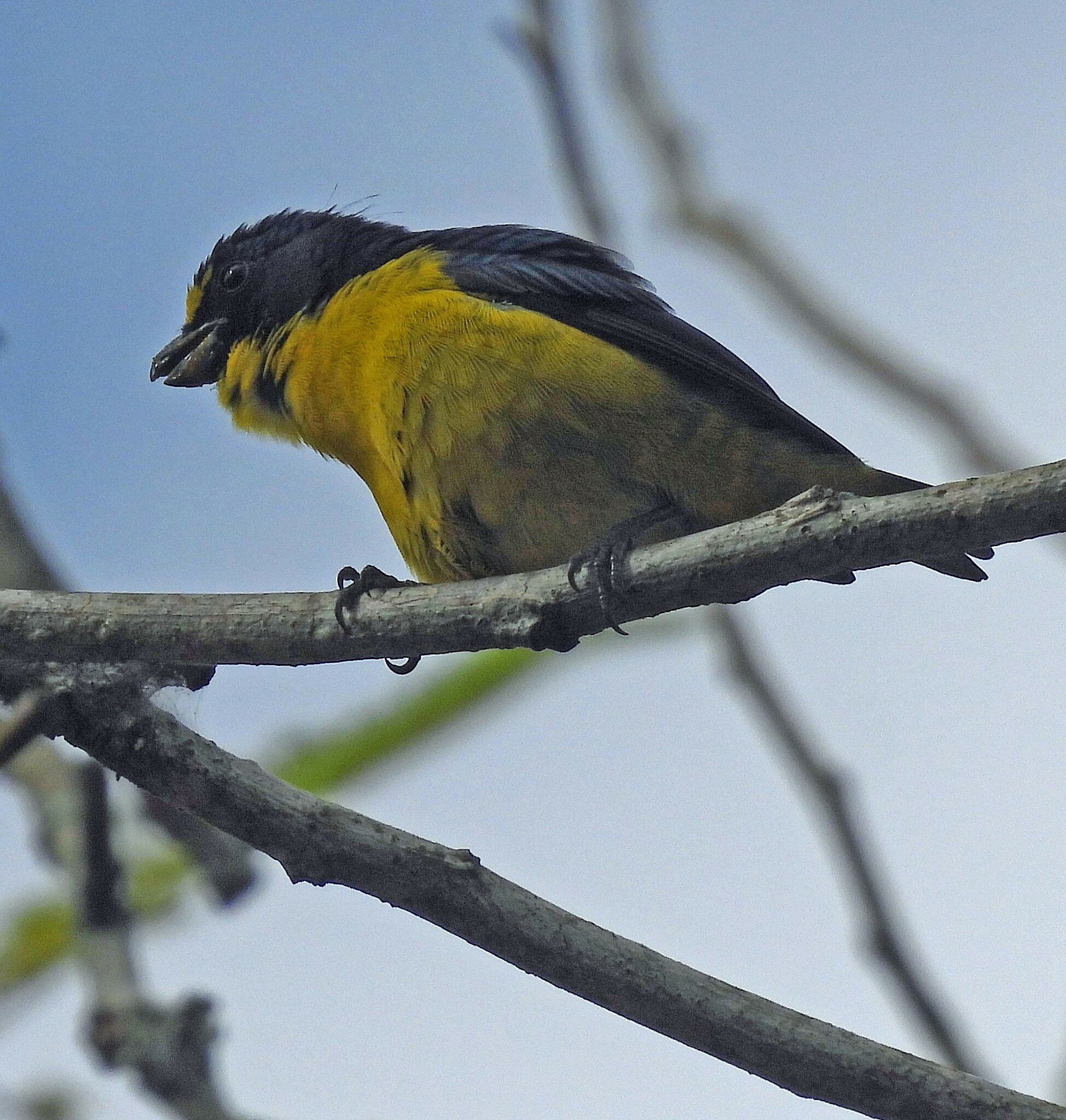 Green-chinned Euphonia (Euphonia chalybea), photo 7