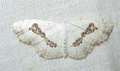 Problepsis vestalis