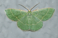 Chlorochlamys phyllinaria