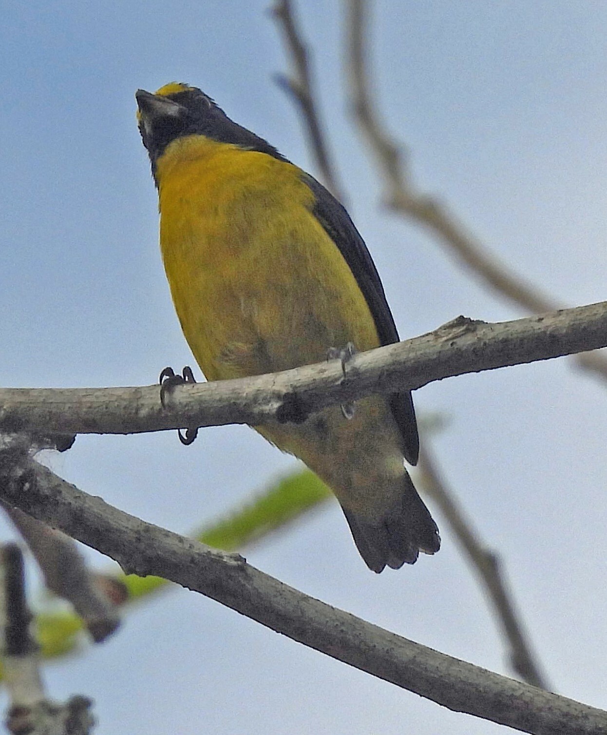 Green-chinned Euphonia (Euphonia chalybea), photo 8