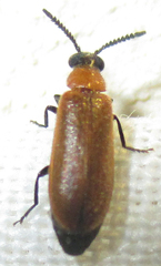 Physciolagria singularicornis