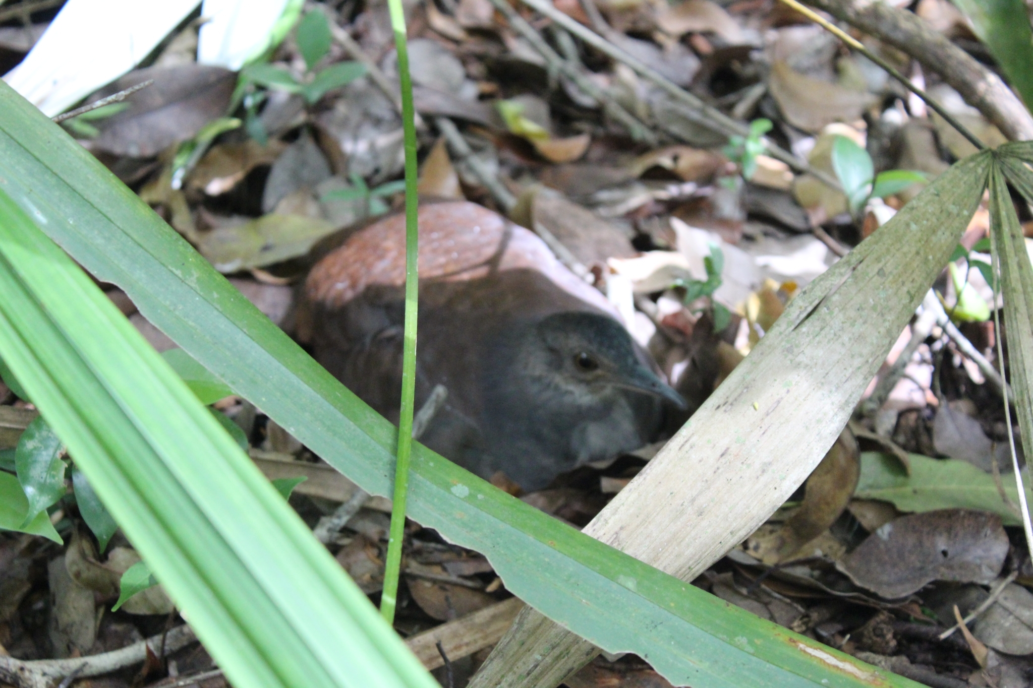Slaty-breasted Tinamou (Crypturellus boucardi), photo 6