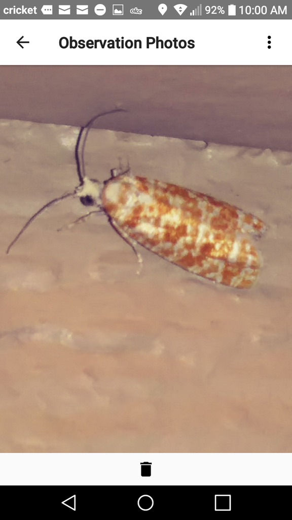 Wenzel's Pitch-blister Moth