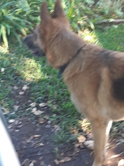 Philothamnus natalensis