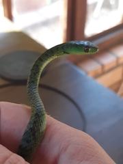 Philothamnus natalensis