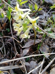 Corydalis bracteata