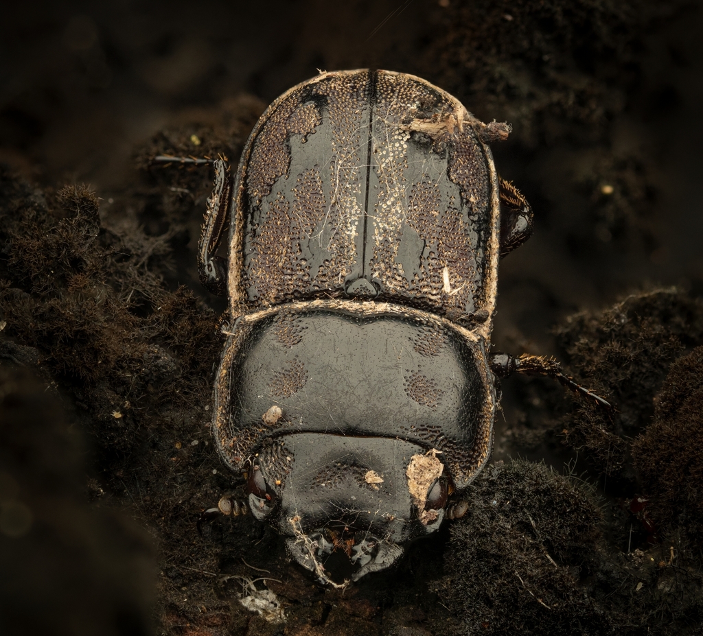 New Zealand Reticulated Stag Beetle