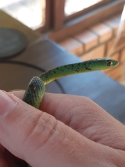 Philothamnus natalensis