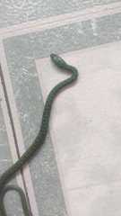 Philothamnus natalensis