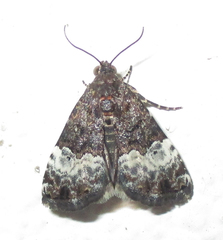 Aconzarba decissima