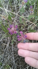 Astragalus shortianus